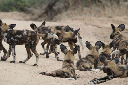 Wild Dog Pack